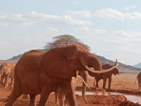 Tausa Tsavo Eco Lodge